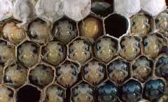 inside bee hive