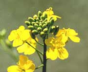 canola flowers