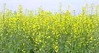 canola in flower