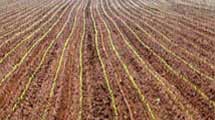 ploughed field