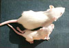 rats fed GE and non-GE soy