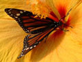 Monarch butterfly