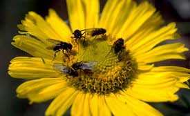 bees on flower