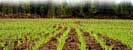 sprouting field