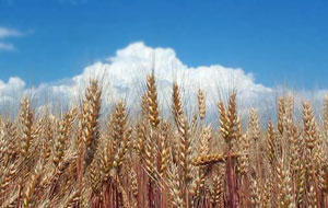 wheat and sky