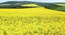 canola field