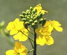 canola in flower