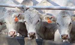 cow at a fence