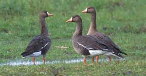 geese in field