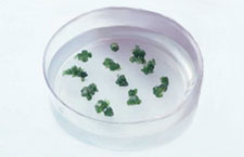 petri dish plants