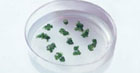 Petri dish sprouts