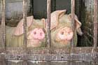 hogs behind bars