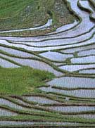 Rice Terraces