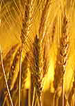 sun wheat