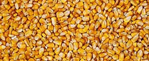 corn grains