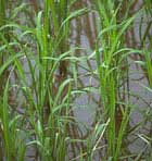 rice plants