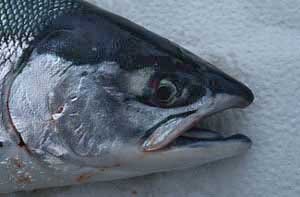 Salmon head