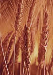 sun wheat