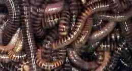 earthworms