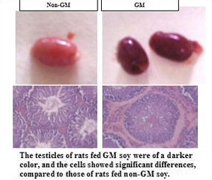 changes in rat testicles