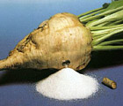 sugar beet